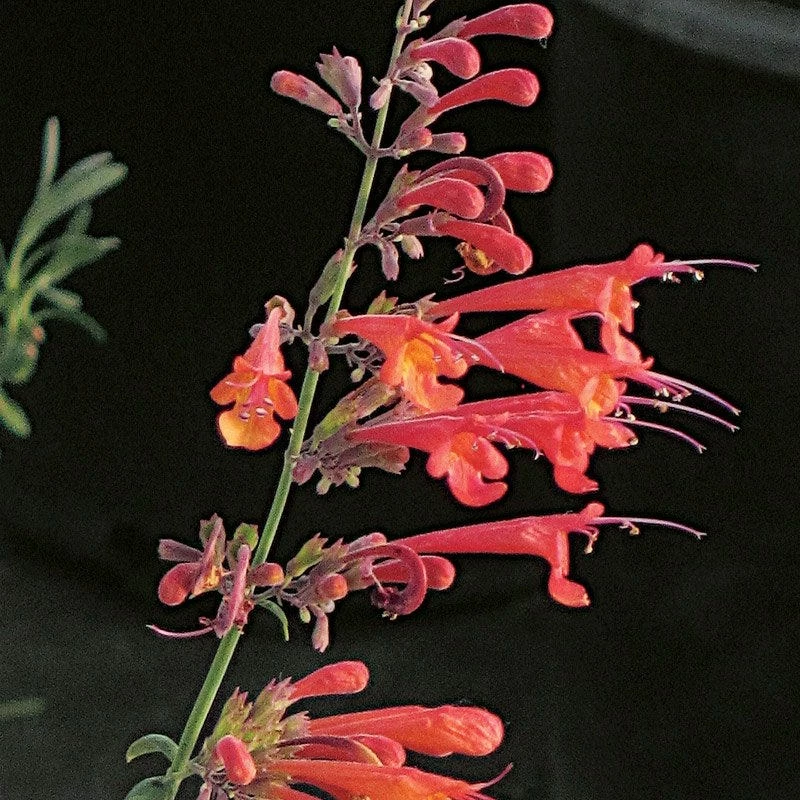 Coronado® Red Agastache 4 Coronado® Red Agastache - Image 2
