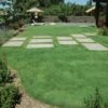 UC Verde® Buffalo Grass Plugs -High Country Gardens Sales 27058 buffalo grass verde