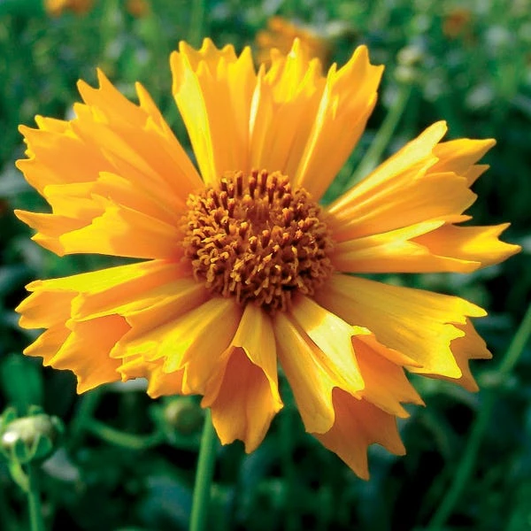 Jethro Tull Coreopsis 3 Jethro Tull Coreopsis