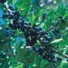 Berry Girl New Mexico Privet 2 Berry Girl New Mexico Privet -High Country Gardens Sales 52550a forestiera neomexicana 1