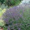 Grosso French Lavender 2 Grosso French Lavender -High Country Gardens Sales 63152 lav grosso 07