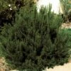 Arp Rosemary -High Country Gardens Sales 82672 rosemary arp