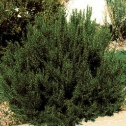 Arp Rosemary