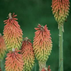 Fire Dance Red Hot Poker -High Country Gardens Sales 96488 kniphofia hirsuta fire dance