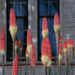 Pfitzer Red Hot Poker Mix
