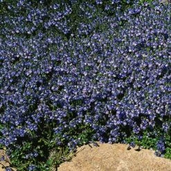 Blue Reflection® Veronica