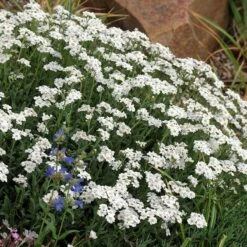 My Soil Is Like A Brick Collection -High Country Gardens Sales achillea ageratifolia greek yarrow garden