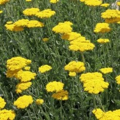 Coronation Gold Yarrow -High Country Gardens Sales achillea coronation gold yarrow 17