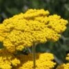 Coronation Gold Yarrow -High Country Gardens Sales achillea coronation gold yarrow 47
