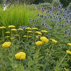 Coronation Gold Yarrow -High Country Gardens Sales achillea coronation gold yarrow globe thistle garden