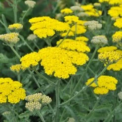 Moonshine Yarrow -High Country Gardens Sales achillea moonshine yarrow 1