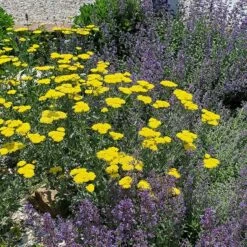 Moonshine Yarrow -High Country Gardens Sales achillea moonshine yarrow 2