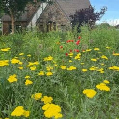 Moonshine Yarrow -High Country Gardens Sales achillea moonshine yarrow 3