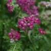 New Vintage⢠Violet Yarrow 1 New Vintage⢠Violet Yarrow -High Country Gardens Sales achillea new vintage violet bloom purple 1