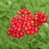Red Velvet Yarrow -High Country Gardens Sales achillea red velvet yarrow garden