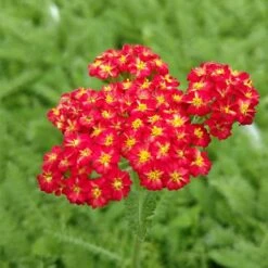 Butterfly Paradise Pre-Planned Cottage Garden -High Country Gardens Sales achillea red velvet yarrow