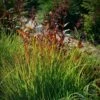 Rain Dance Big Bluestem Grass -High Country Gardens Sales adropogon gerardii rain dance 1