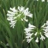 White Lily Of The Nile (Agapanthus) -High Country Gardens Sales agapanthus cold hardy white close up