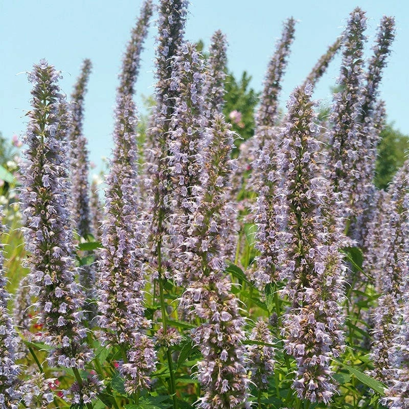 Blue Fortune Agastache 5 Blue Fortune Agastache - Image 3