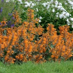 Apricot Sprite Agastache -High Country Gardens Sales agastache agastache apricot sprite walters gardens cropped