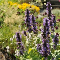 High Country Gardens Sales 20 Black Adder Agastache