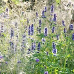 High Country Gardens Sales -High Country Gardens Sales agastache black adder 2