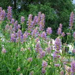 Blue Blazes Agastache -High Country Gardens Sales agastache blue blazes 1