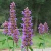 Blue Blazes Agastache -High Country Gardens Sales agastache blue blazes 2