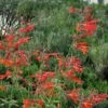 Coronado® Red Agastache 1 Coronado® Red Agastache -High Country Gardens Sales agastache coronado red by david salman 1