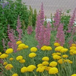 Desert Solstice Agastache -High Country Gardens Sales agastache desert solstice achillea gold plate
