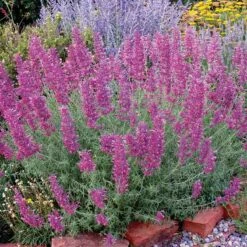 Desert Solstice Agastache -High Country Gardens Sales agastache desert solstice bush