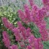 Desert Solstice Agastache -High Country Gardens Sales agastache desert solstice flowers