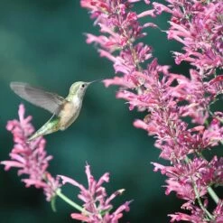 Desert Solstice Agastache -High Country Gardens Sales agastache desert solstice hummingbird