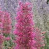 Desert Sunrise® Agastache 1 Desert Sunrise® Agastache -High Country Gardens Sales agastache dwf desert sunrise close up 2