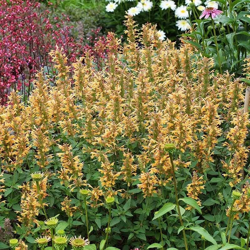 Kudos™ Gold Agastache 4 Kudos™ Gold Agastache - Image 2