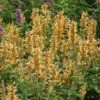 Kudos™ Gold Agastache 2 Kudos™ Gold Agastache -High Country Gardens Sales agastache kudos gold terra nova cropped 2 2