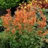 Kudos™ Mandarin Agastache 1 Kudos™ Mandarin Agastache -High Country Gardens Sales agastache kudos mandarin terra nova nurseries cropped 3