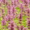 Agastache Neomexicana -High Country Gardens Sales agastache neomexicana