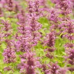 Agastache Neomexicana