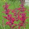 Red Happiness Agastache -High Country Gardens Sales agastache red happiness 2 hble451 2