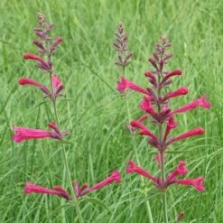 Red Happiness Agastache -High Country Gardens Sales agastache red happiness hble451 2