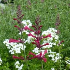 Red Happiness Agastache -High Country Gardens Sales agastache red happiness verbena snow flurry 2