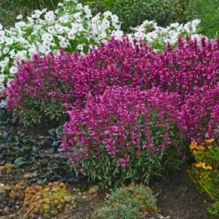 Rosie Posie Agastache -High Country Gardens Sales agastache rosie posie 4