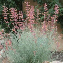 Agastache Rupestris -High Country Gardens Sales agastache rupestris 11825 3