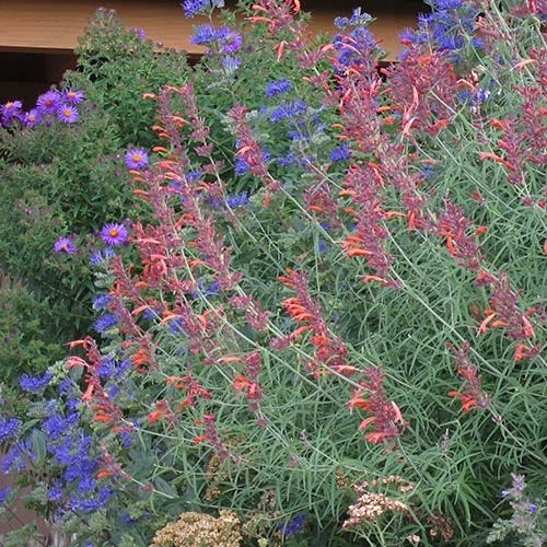 First Choice Caryopteris 5 First Choice Caryopteris - Image 3