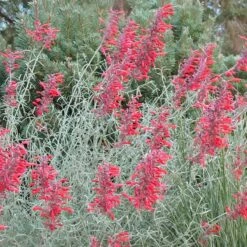 Glowing Embers® Agastache -High Country Gardens Sales agastache rupestris glowing embers flowers blooming