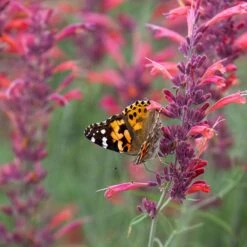 Agastache Rupestris -High Country Gardens Sales agastache rupestris pollinators