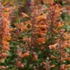 Tango Agastache -High Country Gardens Sales agastache tango hummingbird mint