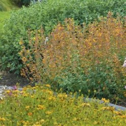 Apricot Sprite Agastache -High Country Gardens Sales agastache agastache apricot sprite walters gardens 1 cropped 1 1