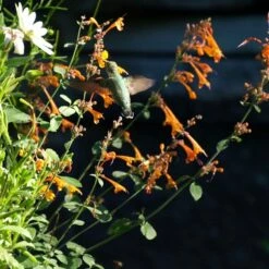 Apricot Sprite Agastache -High Country Gardens Sales agastache apricot sprite close up w humingbird cropped